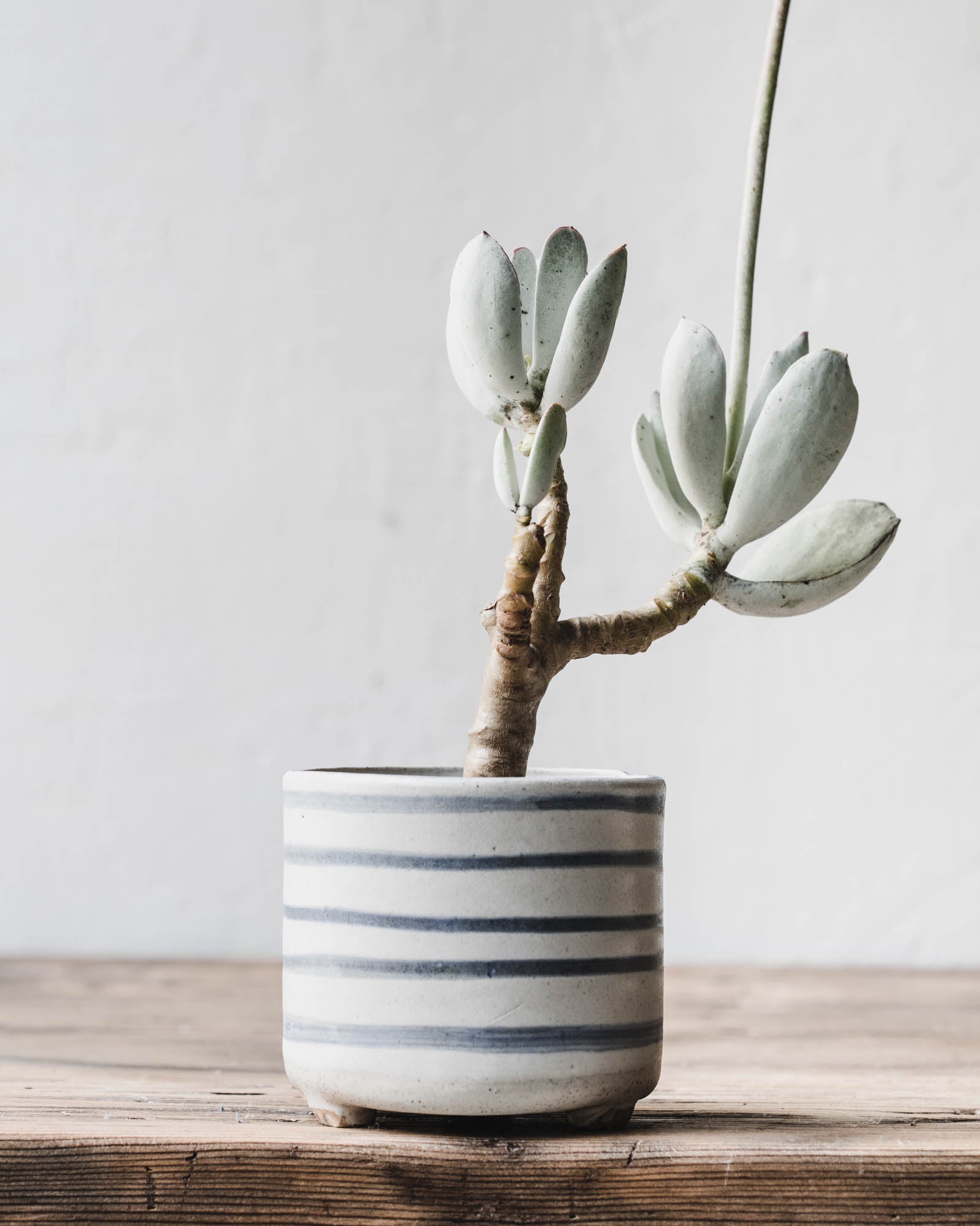 little handmade ceramic planters by clay beehive ceramics